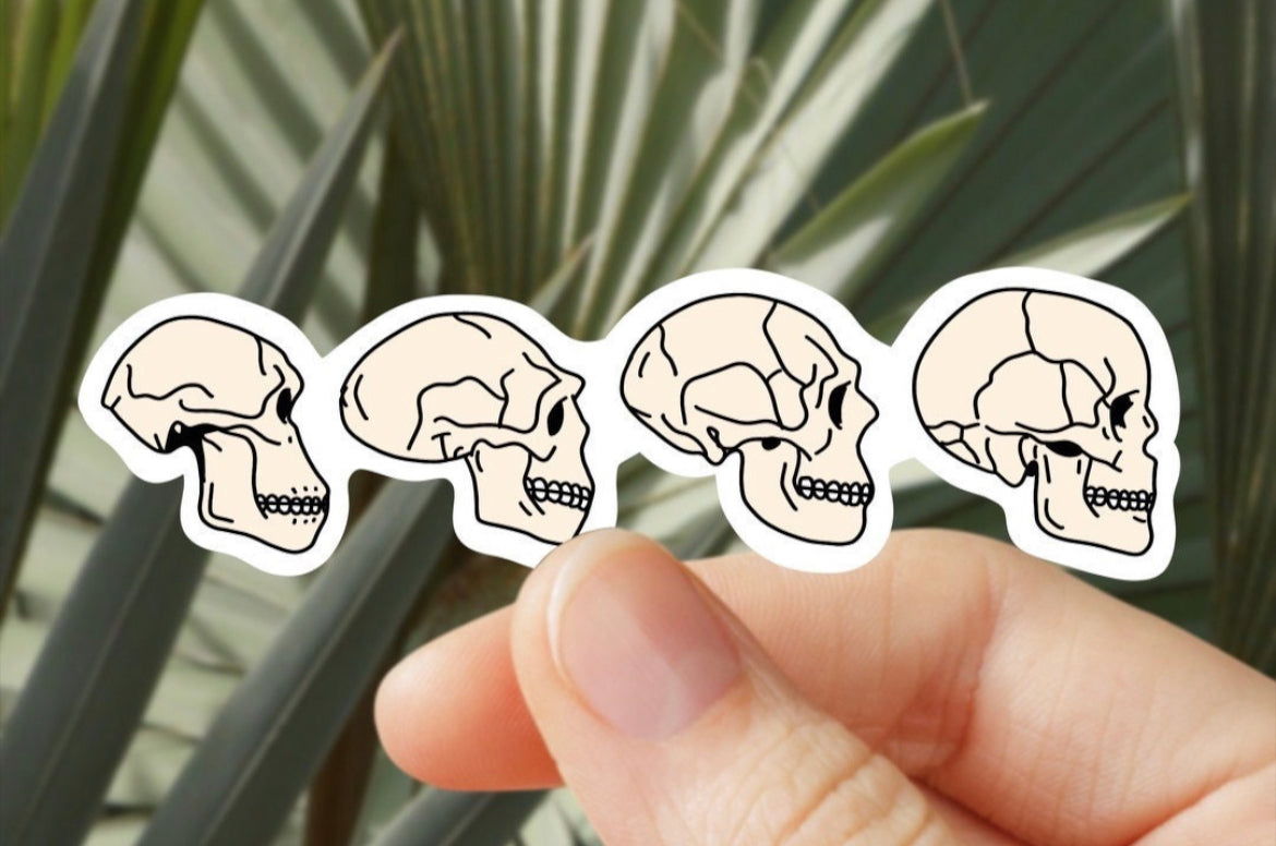 Anthropology Skulls Vinyl Sticker